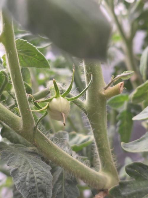 NYC Diesel (was Hey Abby). Week 11