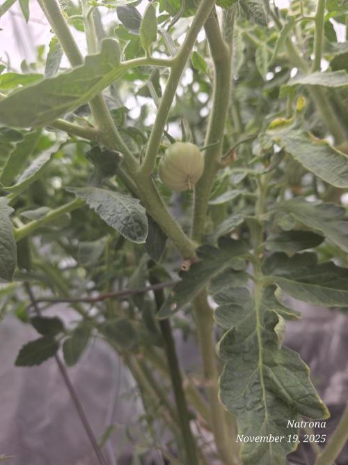 NYC Diesel (was Hey Abby). Week 11