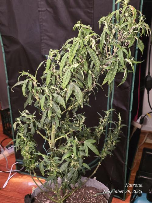 NYC Diesel (was Hey Abby). Week 11