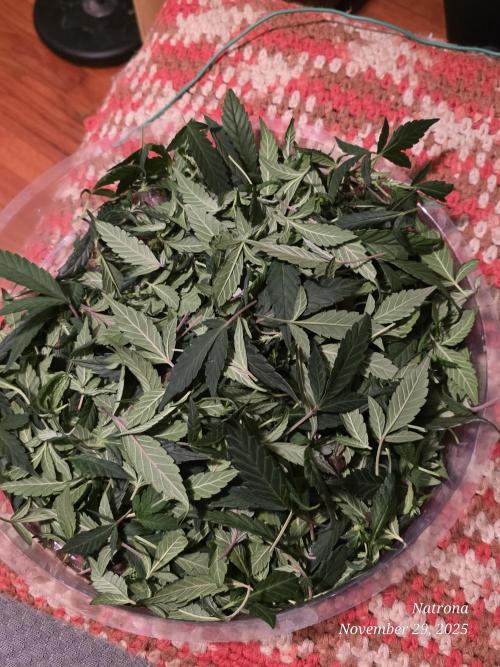 NYC Diesel (was Hey Abby). Week 11