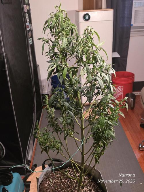 NYC Diesel (was Hey Abby). Week 11