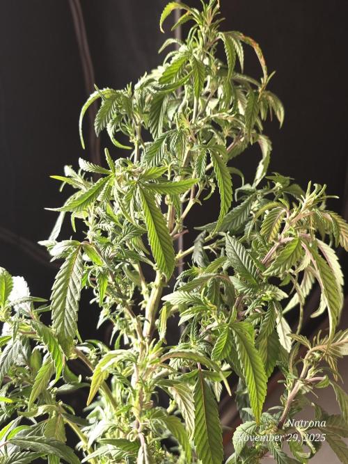 NYC Diesel (was Hey Abby). Week 11