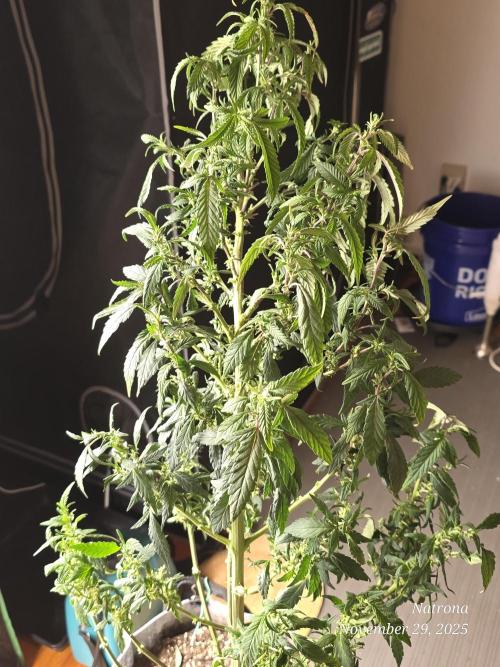 NYC Diesel (was Hey Abby). Week 11