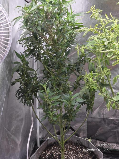 NYC Diesel (was Hey Abby). Week 11