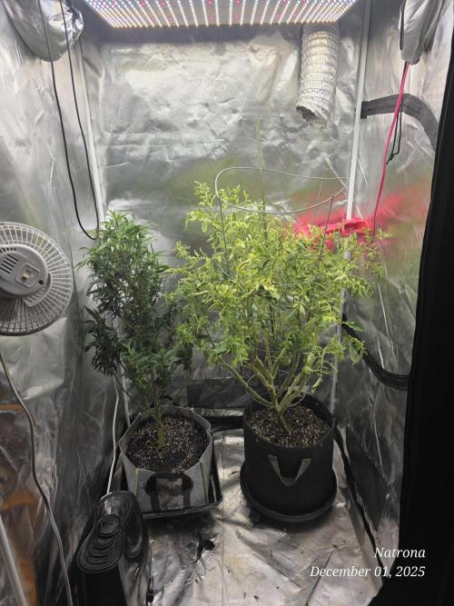 NYC Diesel (was Hey Abby). Week 11