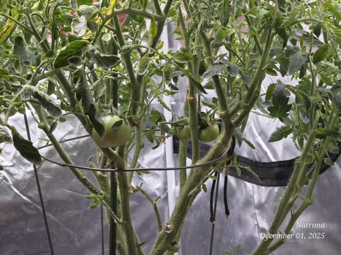 NYC Diesel (was Hey Abby). Week 11