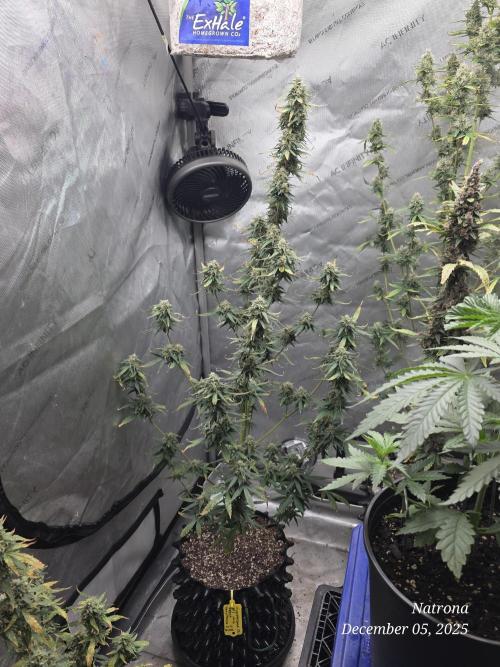 Godfather OG-MSNL. Week 9