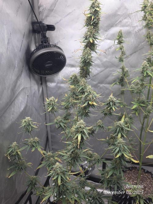 Godfather OG-MSNL. Week 9