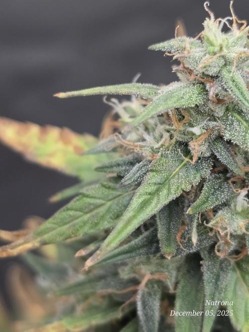 Godfather OG-MSNL. Week 9