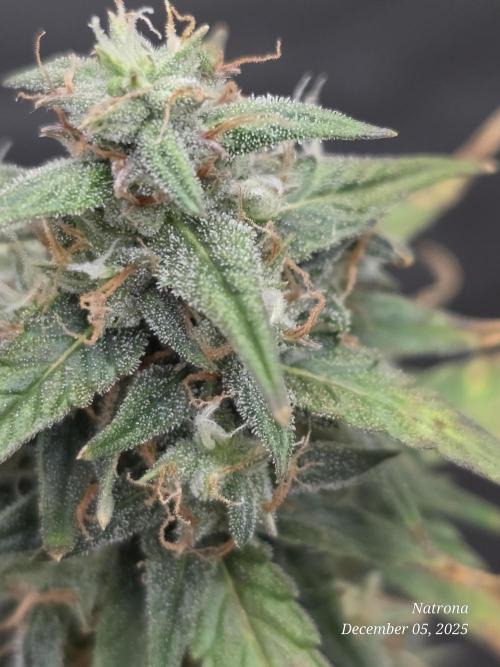 Godfather OG-MSNL. Week 9