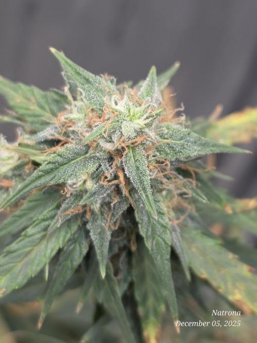 Godfather OG-MSNL. Week 9