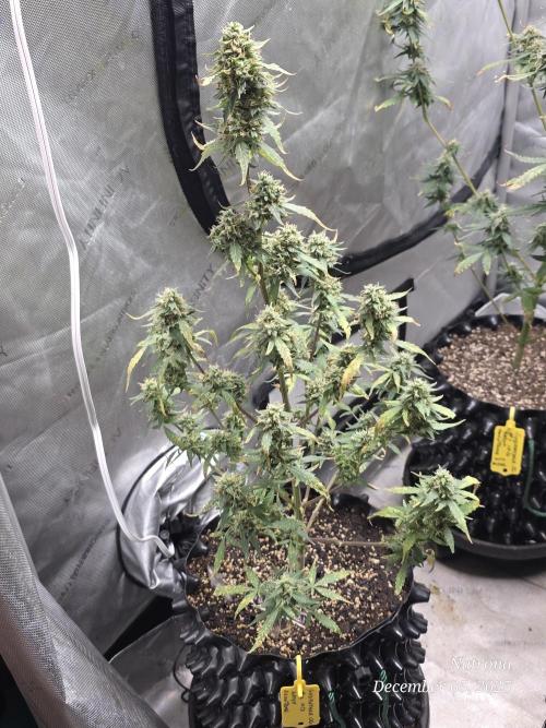 Godfather OG-MSNL. Week 9