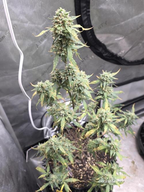 Godfather OG-MSNL. Week 9