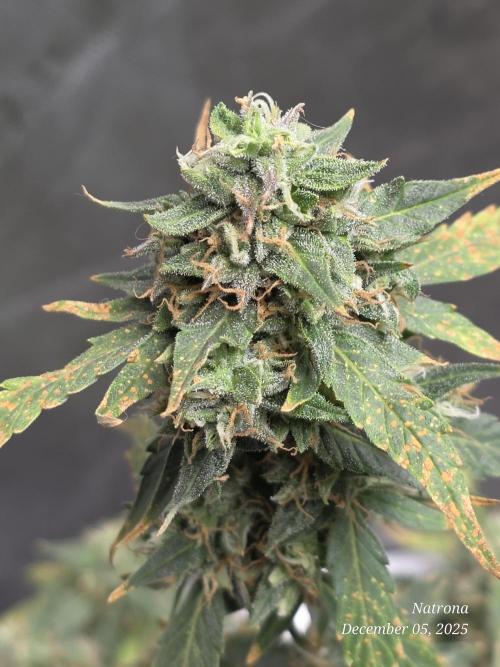 Godfather OG-MSNL. Week 9