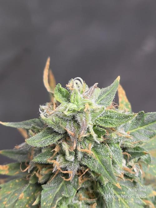 Godfather OG-MSNL. Week 9