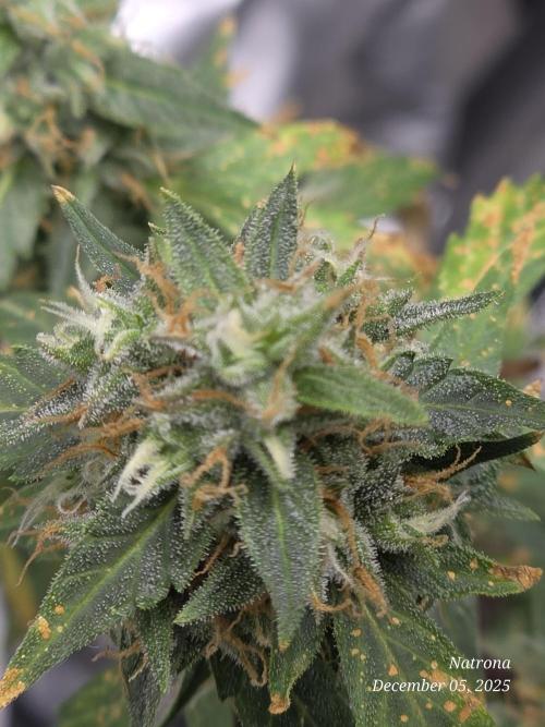 Godfather OG-MSNL. Week 9