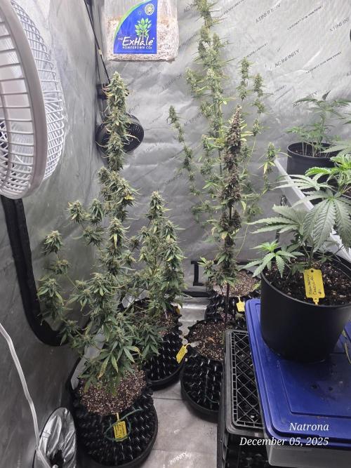 Godfather OG-MSNL. Week 9