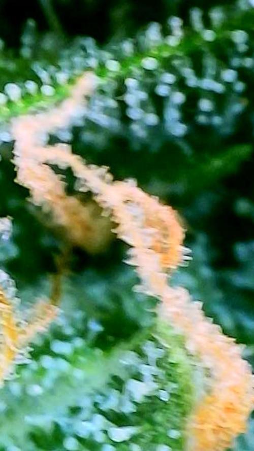 Godfather OG-MSNL. Week 9