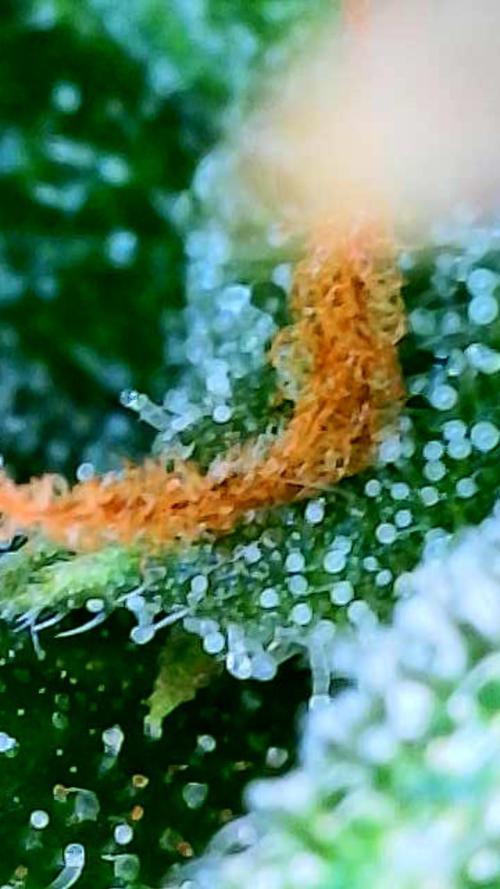 Godfather OG-MSNL. Week 9