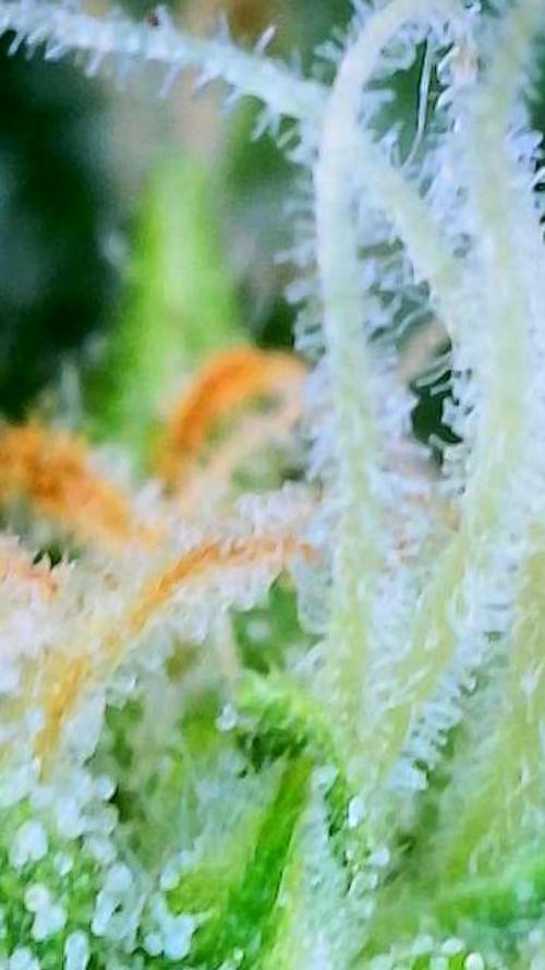 Godfather OG-MSNL. Week 9