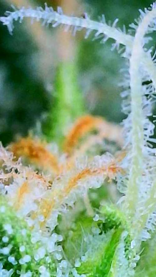 Godfather OG-MSNL. Week 9