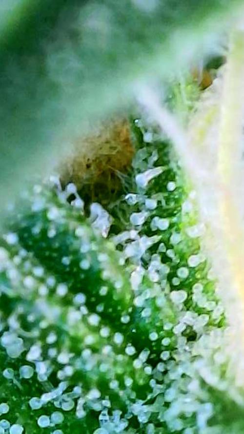 Godfather OG-MSNL. Week 9