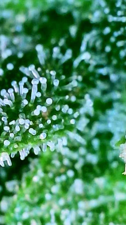 Godfather OG-MSNL. Week 9