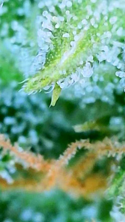 Godfather OG-MSNL. Week 9