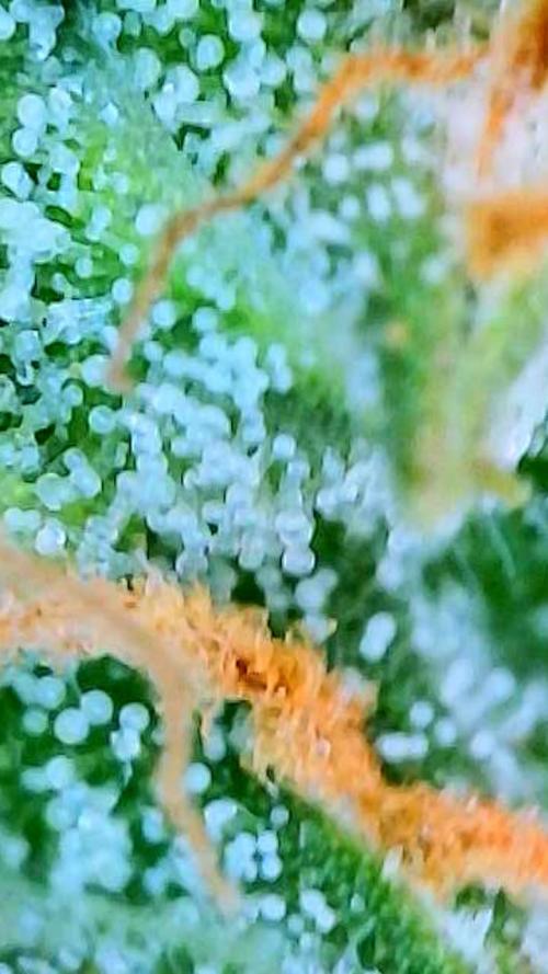 Godfather OG-MSNL. Week 9