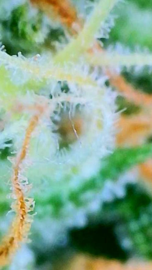 Godfather OG-MSNL. Week 9