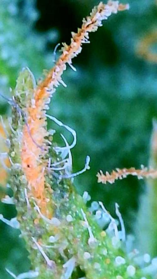 Godfather OG-MSNL. Week 9