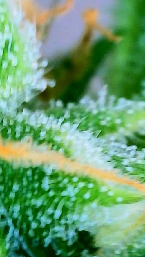 Godfather OG-MSNL. Week 9