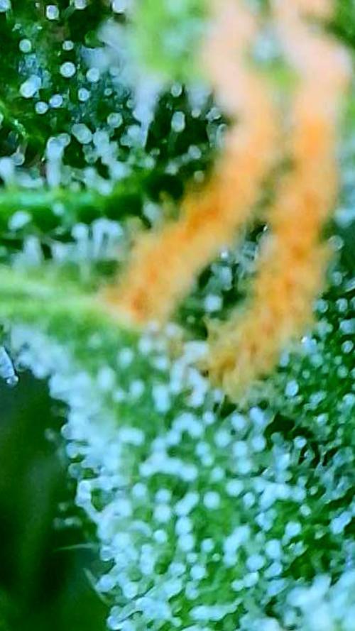 Godfather OG-MSNL. Week 9