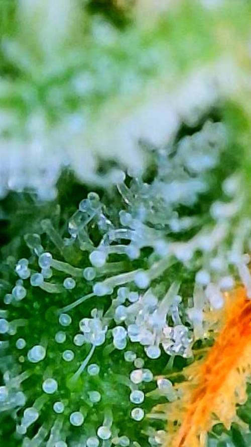 Godfather OG-MSNL. Week 9