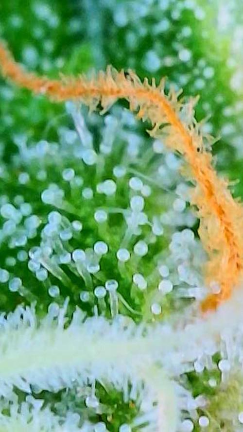 Godfather OG-MSNL. Week 9