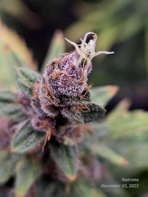 Apricot Auto-Fast Buds. Week 9