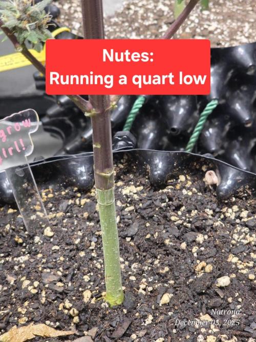 Cannabis links info and memes. Week 12