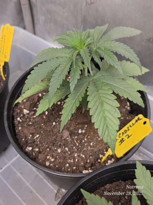 Strawberry Cadillac-Strng Seeds. Week 4