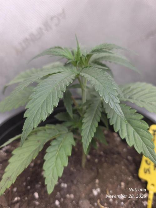 Strawberry Cadillac-Strng Seeds. Week 4