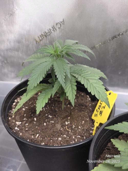 Strawberry Cadillac-Strng Seeds. Week 4