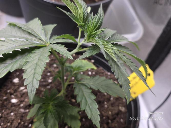 Strawberry Cadillac-Strng Seeds. Week 4