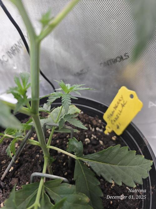 Strawberry Cadillac-Strng Seeds. Week 4