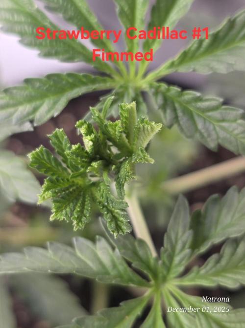 Strawberry Cadillac-Strng Seeds. Week 4