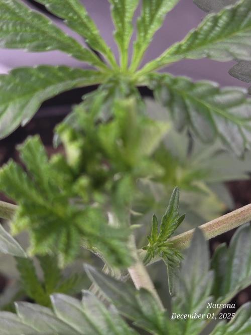 Strawberry Cadillac-Strng Seeds. Week 4