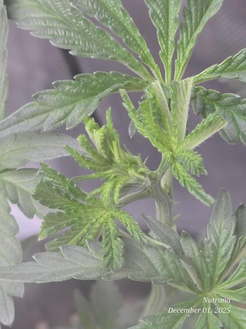 Strawberry Cadillac-Strng Seeds. Week 4