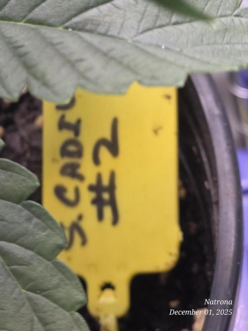 Strawberry Cadillac-Strng Seeds. Week 4