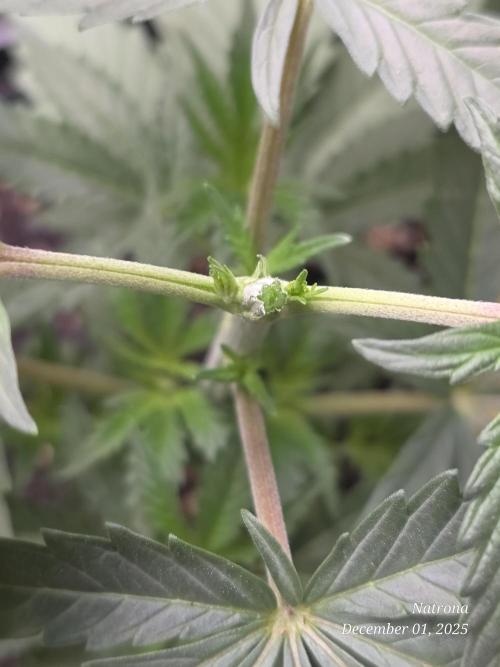 Strawberry Cadillac-Strng Seeds. Week 4