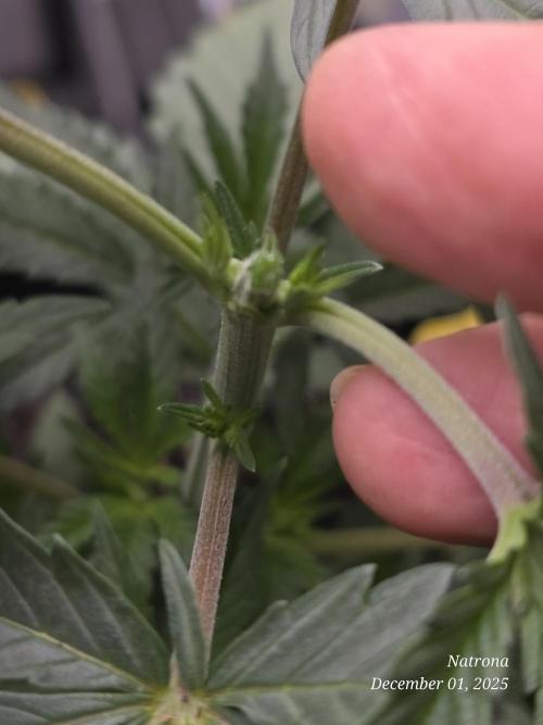 Strawberry Cadillac-Strng Seeds. Week 4