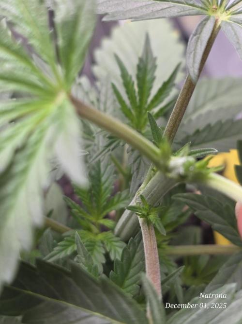 Strawberry Cadillac-Strng Seeds. Week 4