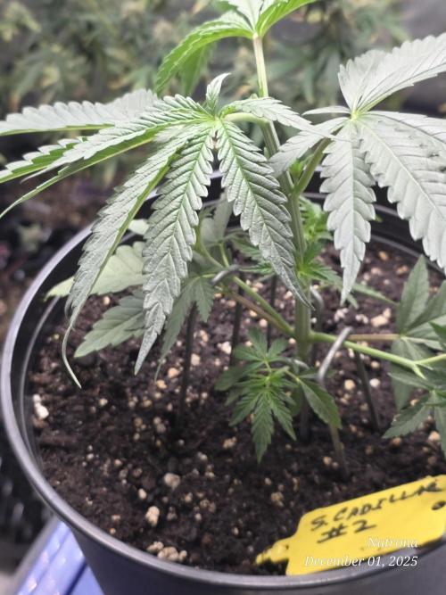 Strawberry Cadillac-Strng Seeds. Week 4